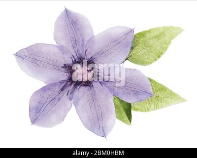 Beautiful lilac clematis pressed herbarium isolated on a white Stock Photo