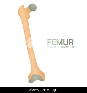 Femur bone vector illustration isolated on white background Stock Vector