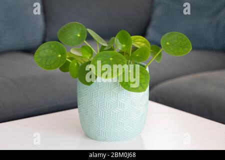 A Chinese Money Plant in a white vase on a table with a blurry sofa in the backround Stock Photo