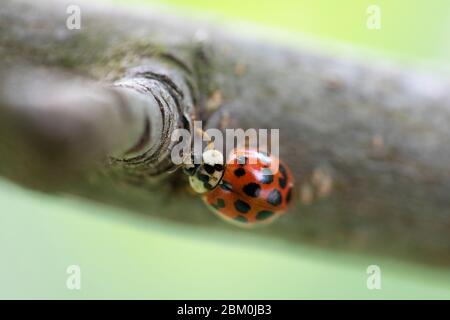 A closeup of a red ladybug on a green leaf with a blurry background Stock Photo