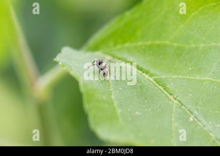 A closeup of an ant walking on a green leaf with blurry background Stock Photo