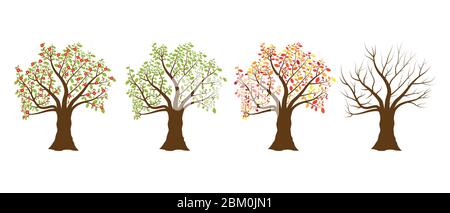 Four seasons tree, spring, summer, autum, winter. Vector illustrations isolated on white background Stock Vector