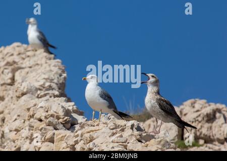 A screaming seagull standing on the rocks Stock Photo