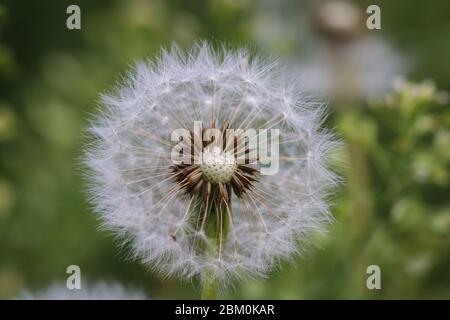 Close up dandelion head and dandelion seeds Stock Photo