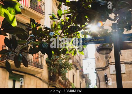 Regomir tourist sign direction on Barcelona street with sunlight through tree branch and typical balconies backgroud Stock Photo