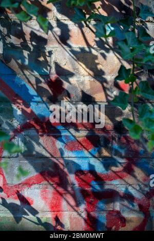 Green ivy with shadows on a colorful wall Stock Photo