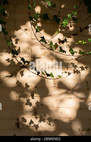 Green ivy with shadows on a ocher wall Stock Photo