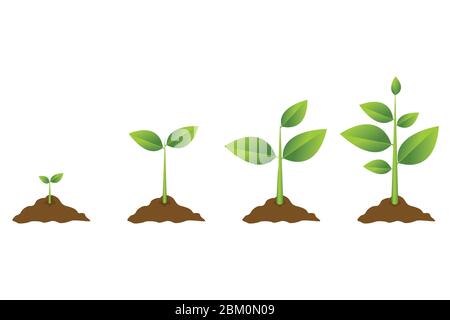 Growing plant process. Planting tree infographic. Vector illustration in flat style Stock Vector