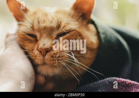 Beautiful red cat lies on the window. Cute ginger cat and blanket Stock Photo