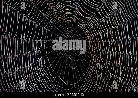 Spider web with dew in the dark Stock Photo