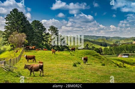 Hereford cattle, farm in Strathmore Saddle area on Forgotten World Highway (SH43), Taranaki Region, North Island, New Zealand Stock Photo