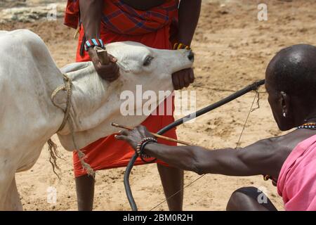 Maasai men bleed a cow to produce the Blood Milk they drink. Maasai is an ethnic group of semi-nomadic people Photographed in Kenya Stock Photo