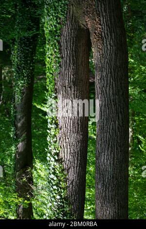Wooden brown pants with a structure in the forest Stock Photo