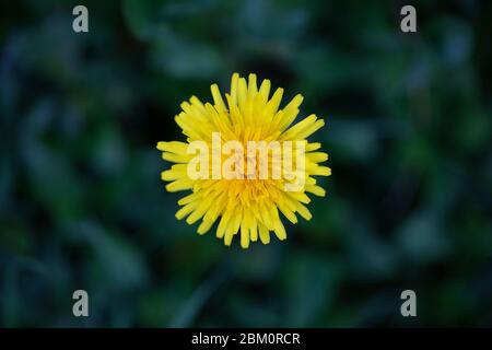 A yellow dandelion on a meadow with green blurry background Stock Photo