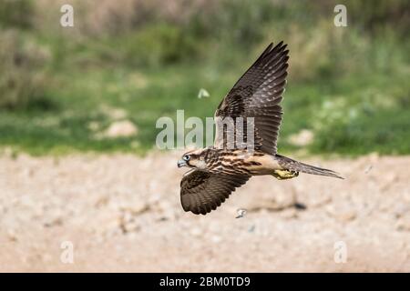 Lanner falcon (Falco biarmicus) immature in flight, Kgalagadi transfrontier park, South Africa Stock Photo
