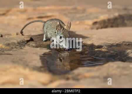 Eastern rock elephant shrew (Elephantulus myurus) drinking, Tuli game reserve, Botswana Stock Photo