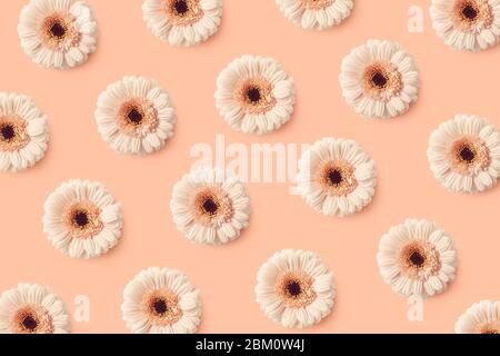 Floral pattern of gerbera flowers on pink pastel background, top view, flat lay Stock Photo