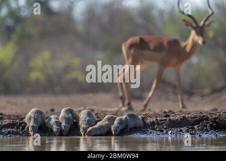 Banded mongoose (Mungos mungo), Mashatu game reserve, Botswana Stock Photo