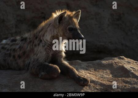 Spotted hyena (Crocuta crocuta), Elephant Plains, Sabi Sand, South Africa, November 2019 Stock Photo