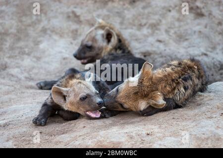 Spotted hyena (Crocuta crocuta) cubs, Elephant Plains, Sabi Sand, South Africa Stock Photo