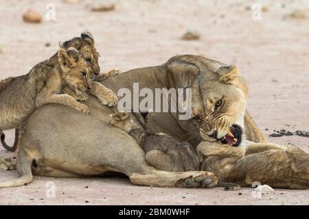 Lioness (Panthera leo) with suckling cubs, Kgalagadi transfrontier park, South Africa Stock Photo