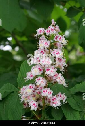 Chestnut blossom close-up in spring Stock Photo