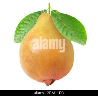 Isolated guava. One yellow guava fruit on a stem with leaves isolated on white background Stock Photo