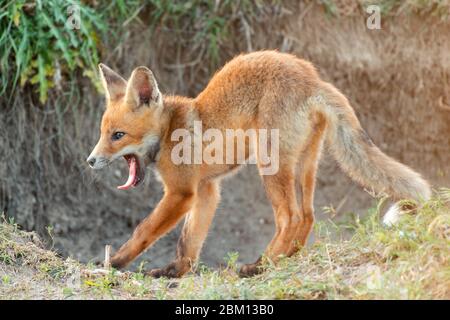 Little Red Fox yawns near his hole. Vulpes vulpes. Stock Photo