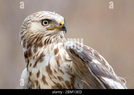 Rough-legged Buzzard. Buteo lagopus. Close-up portrait. Male Stock Photo