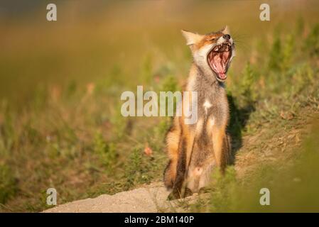 Little Red Fox yawns near his hole in the beautiful sunlight. Vulpes vulpes, copy space. Stock Photo