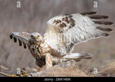 Rough-legged Buzzard, Buteo lagopus, stands on the ground with open wings. Stock Photo