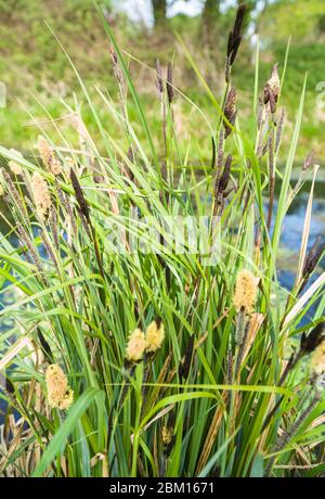 Lesser pond sedge (Carex acutiformis) growing alongside the Hereford canal, Herefordshire UK. April 2020 Stock Photo