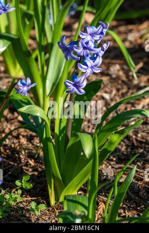 Young blue hyacinth (Hyacinthus cv.) in spring Stock Photo