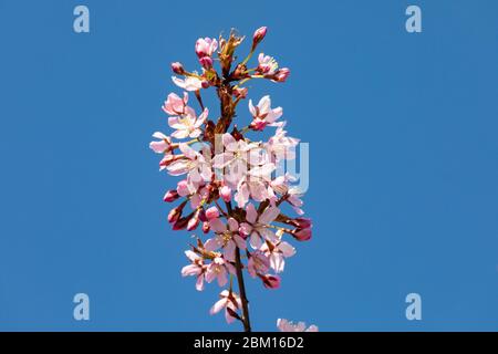 Cherry tree branch with pink blossoms against clear blue sky Stock Photo