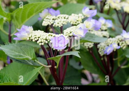 Blue lacecap flowers of Hydrangea macrophylla Zorro, Lacecap 'Zorro Blue Stock Photo