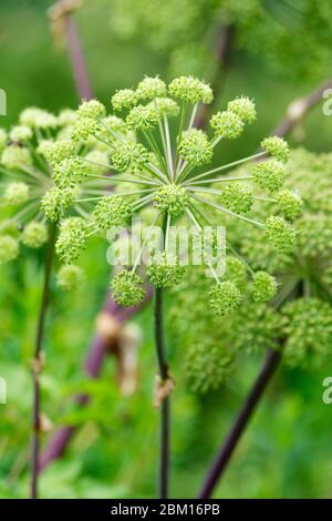 Angelica archangelica, commonly known as garden angelica, wild celery, and Norwegian angelica, angel's fishing rod Stock Photo