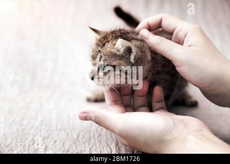 human take care of adorable whisker cat in friendly pet concept Stock Photo