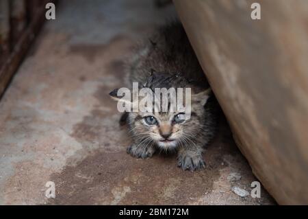 cute newborn cat have fear face under building Stock Photo