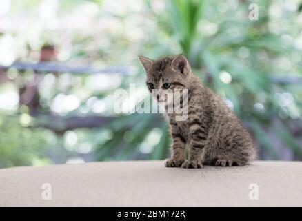 newborn kitty cat potrait on stage and blury background Stock Photo
