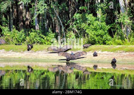 Turkey Buzzards dancing,  flapping and  drying their wings in Florida next to a rippling pond reflecting their image.with a back drop of greenery. Stock Photo