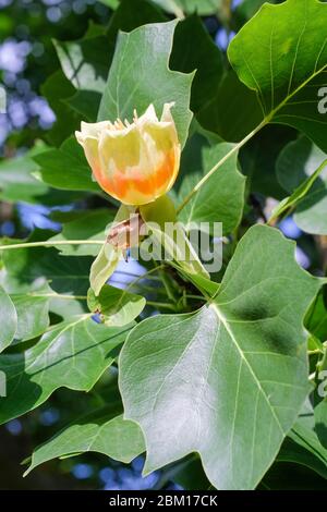 Single flower of Liriodendron tulipifera Fastigiatum, tulip tree 'Fastigiatum, Upright Tulip Tree Stock Photo