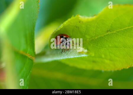 Ladybug in green leaves feeds on aphids. Stock Photo