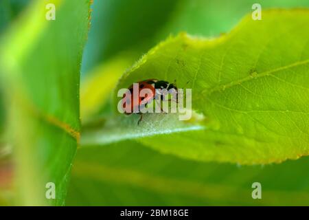 Ladybug in green leaves feeds on aphids. Stock Photo