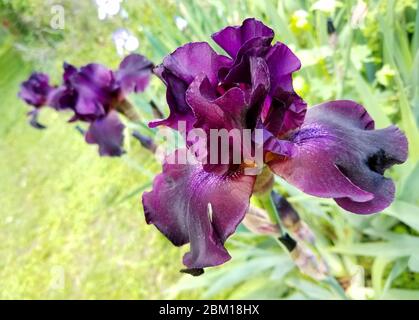 Dark purple bearded iris flower at full bloom Stock Photo