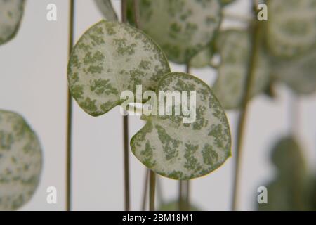 String of Hearts, Rosary Vine, Chain of Hearts, Hearts-on-a-string, sweetheart vine (Ceropegia woodii, Ceropegia linearis ssp. woodii), houseplant Stock Photo