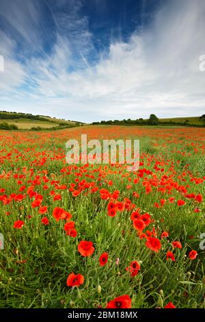 A field of red Poppies growing amongst the crops on the South Downs National Park Stock Photo