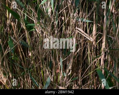 Background of bamboo stalks with some green foliage in spring sunshine Stock Photo