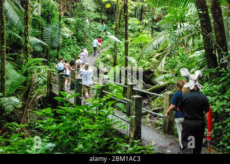 Tour group hiking walking through the rainforest of the El Yunque National Forest on the Caribbean island of Puerto Rico Stock Photo