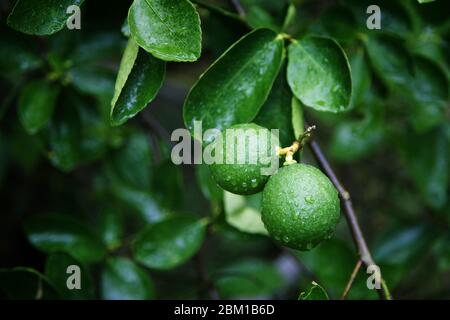 fresh green lime fruits on tree in garden for harvest season in agriculture Stock Photo