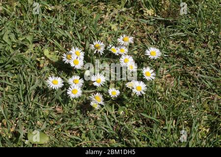 Daisies growing in a lawn. Stock Photo